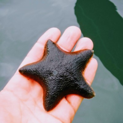 starfish