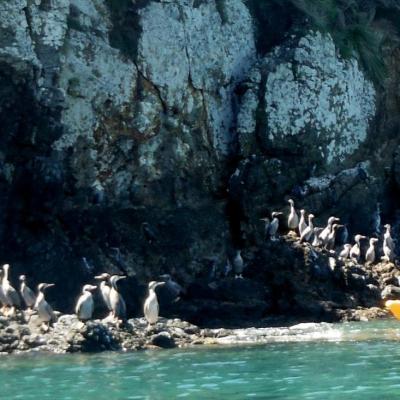penguins and kayaking