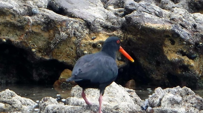 IMG_0141 black bird