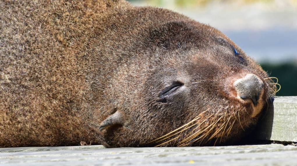 New-Zealand-Fur-Seal-Kaikoura-Peninsula_optimized sea lion