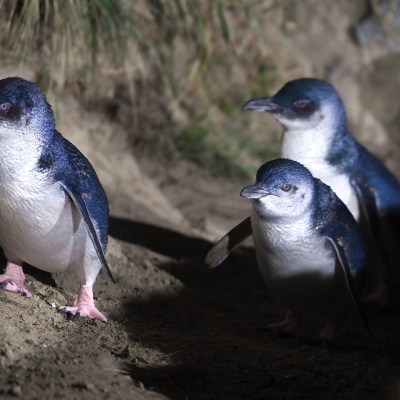 blue penguins