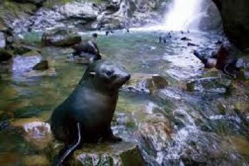 sea lions