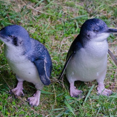 penguins