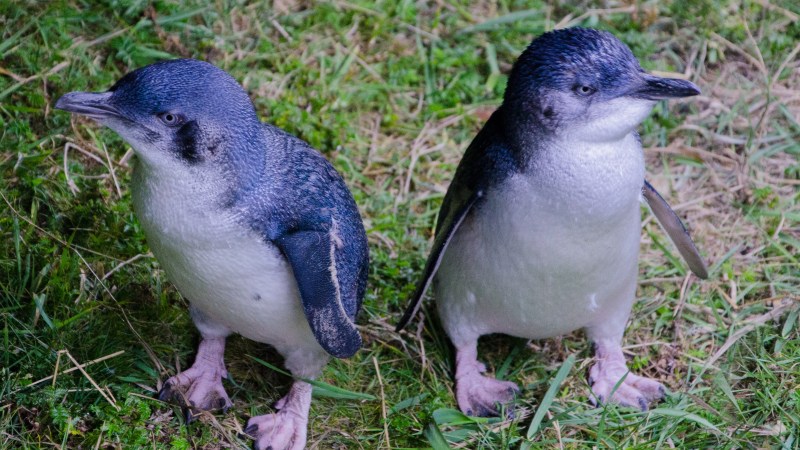 penguins