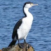 white and black bird