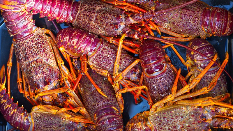 crayfish crayfish