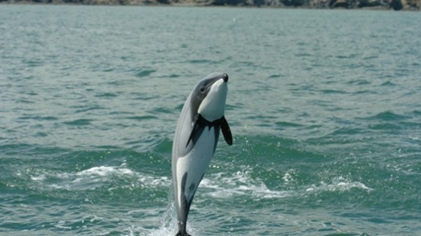 hector-large-1-620×340